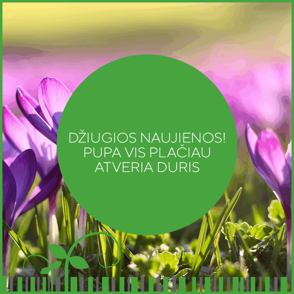 PUPA VIS PLAČIAU ATVERIA DURIS